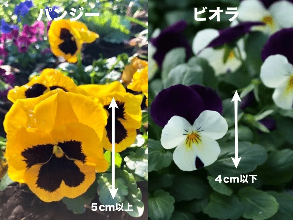 2024年2月号の冊子より(6枚目)