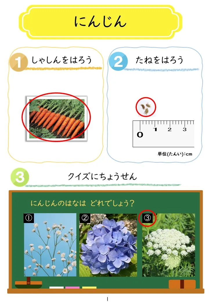 2025年1月号「たねずかん1 おもしろいたね」の冊子より(2枚目)