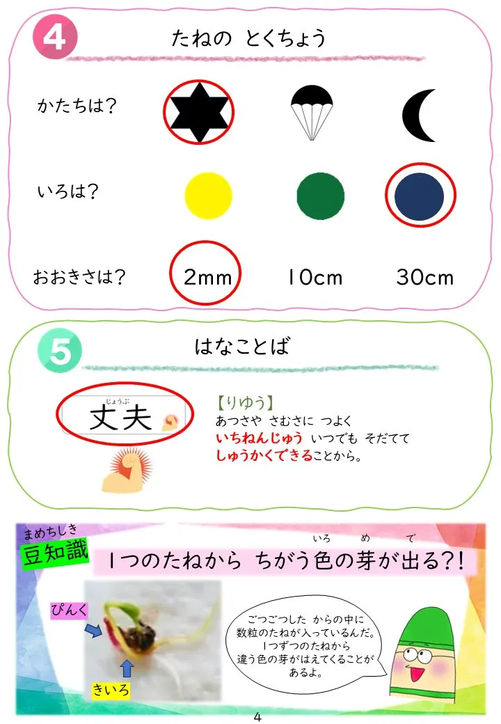 2025年1月号「たねずかん1 おもしろいたね」の冊子より(5枚目)