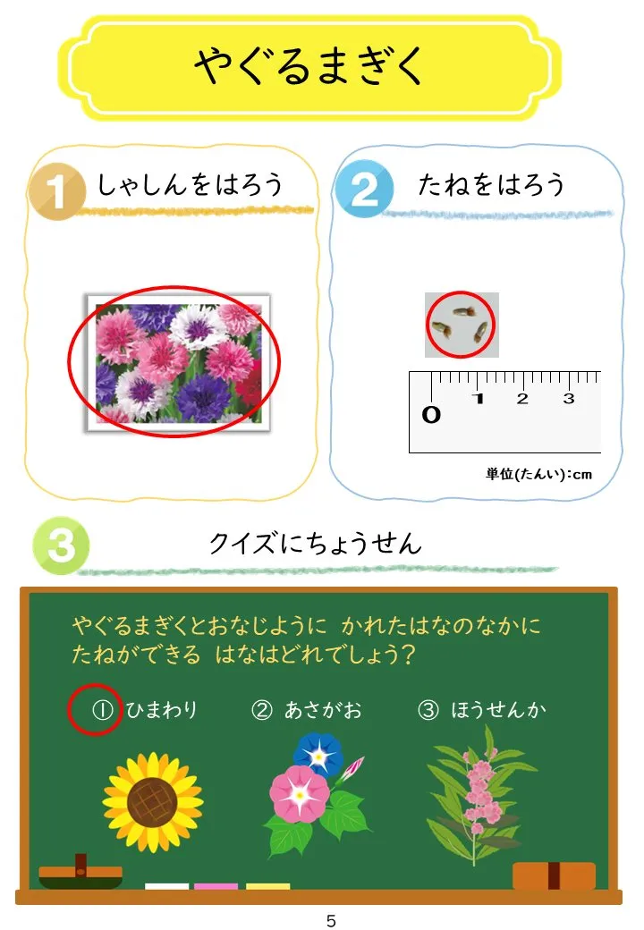 2025年1月号「たねずかん1 おもしろいたね」の冊子より(6枚目)