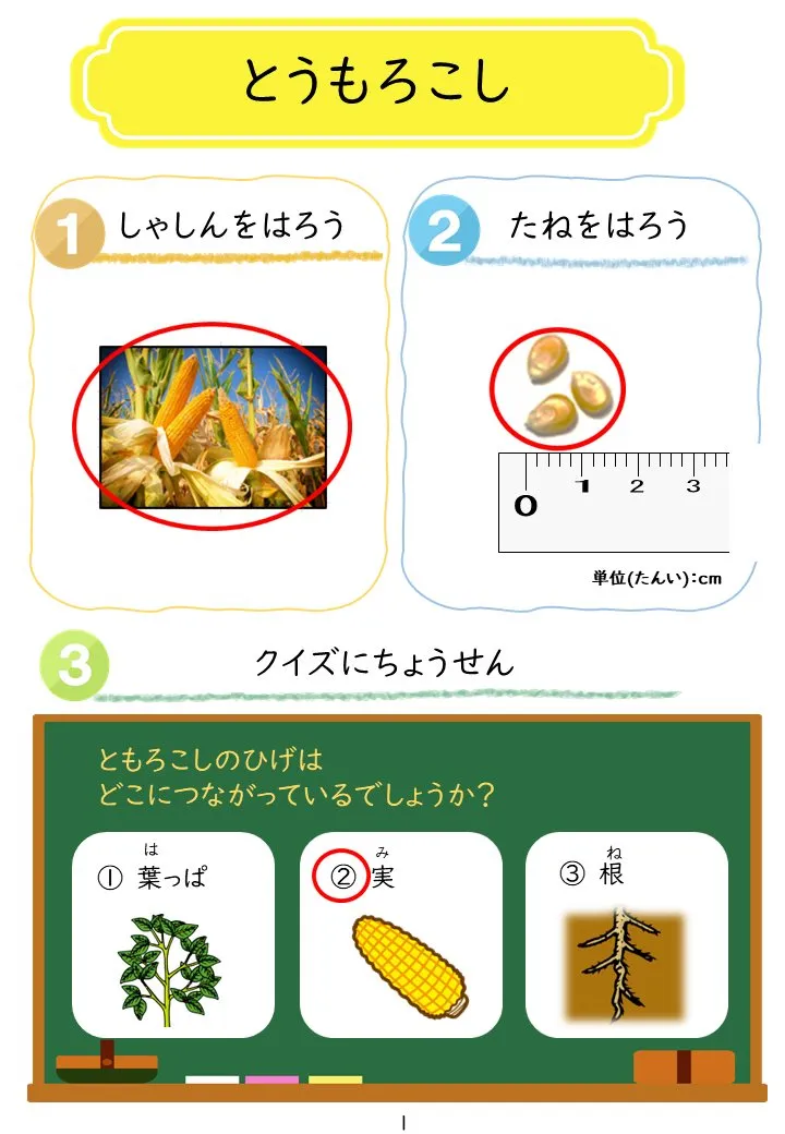 2025年3月号「たねずかん3 たべられるたね」の冊子より(2枚目)